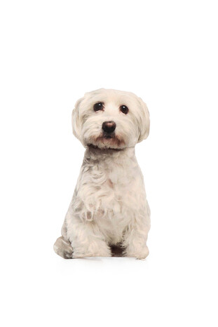 وسادة زخرفية على شكل كلب أبيض - Thumbnail